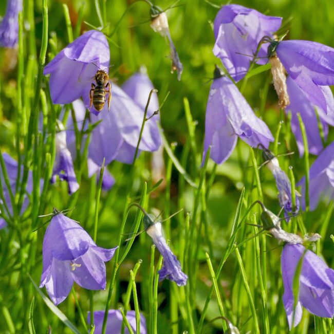 Grasklokje - Campanula rotundifolia