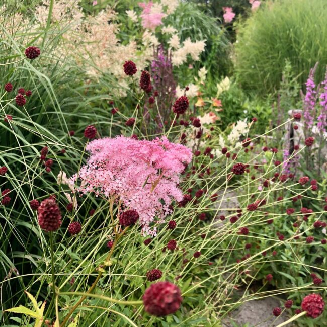 Plantencombinatie van Carolien Barkman