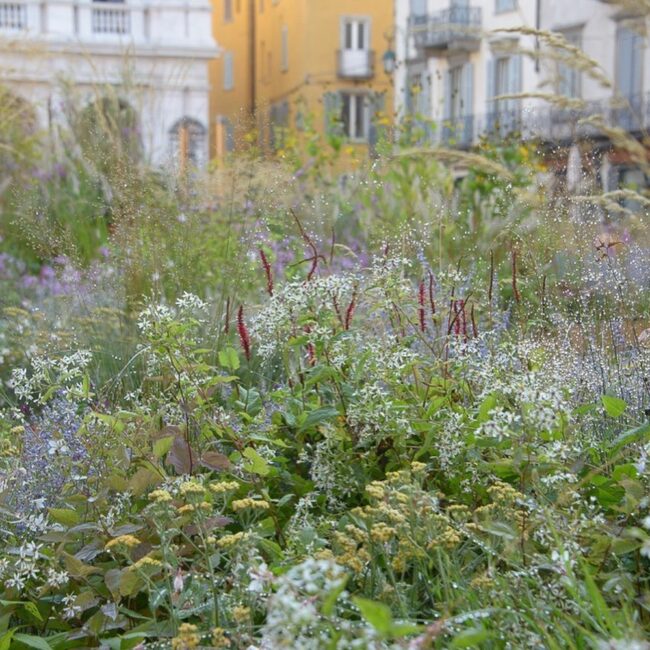 Bekijk meer inspirerende voorbeelden van toekomstbestendige tuinen op instagram van Nigel Dunnett